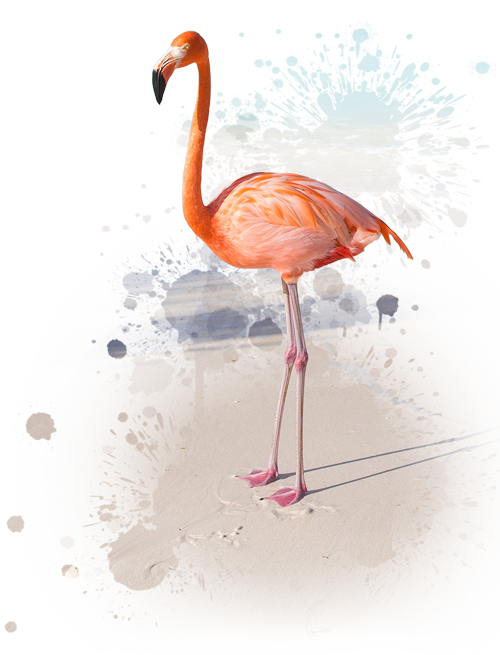 me voy de viaje a Aruba