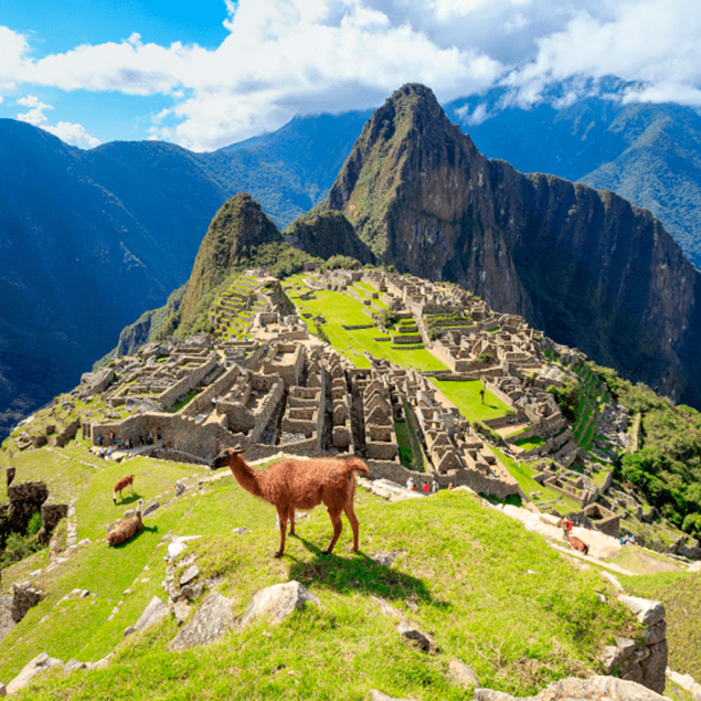 Paquetes turisticos a Cusco con Ripley Una vicuña en la ciudadela de Machu Picchu